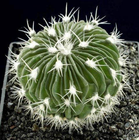 Stenocactus_multicostatus